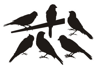 Six canary bird silhouettes
