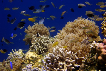 Fototapeta na wymiar Podwodny świat