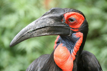 ground hornbill