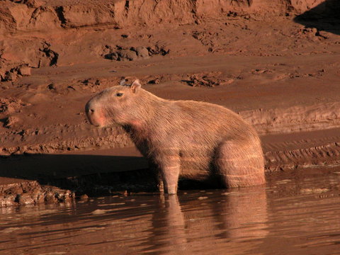 Capybara in morning light