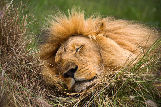 Sleeping Lion