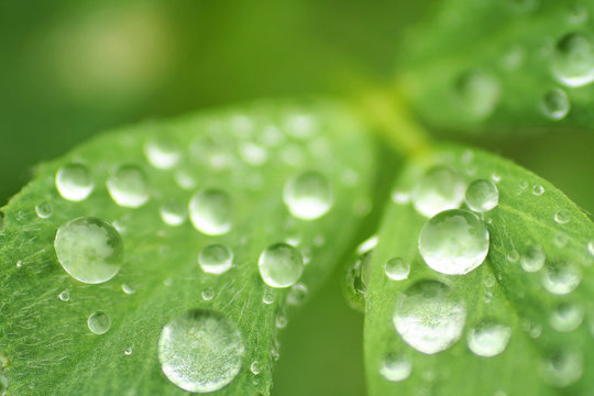 drops on leaves