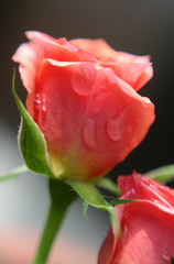 pink rose with drops