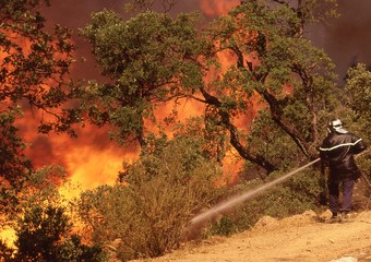 feu de forêt