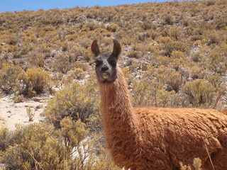 Lama.
