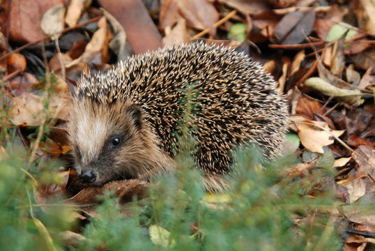 Igel im Herbst