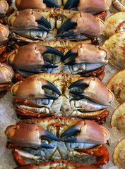 Fresh crabs