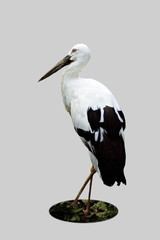 stork