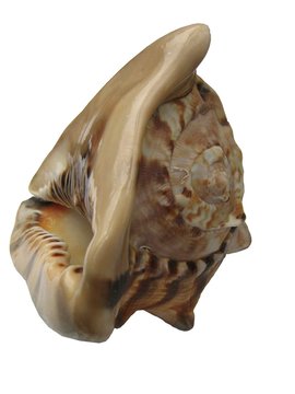 Conch Communication