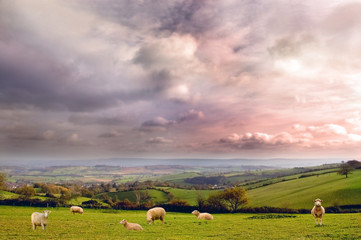 Rural scenery of farmland and sheep 
