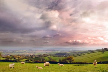 Photo sur Plexiglas Moutons Rural scenery of farmland and sheep 