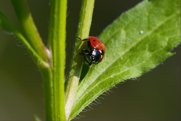 Lady-beetle