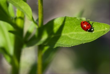 Lady-beetle