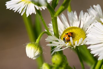 Lady-beetle