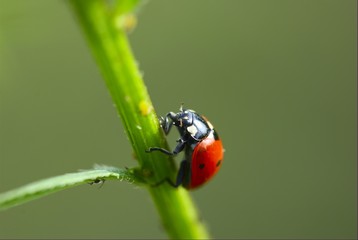 Lady-beetle