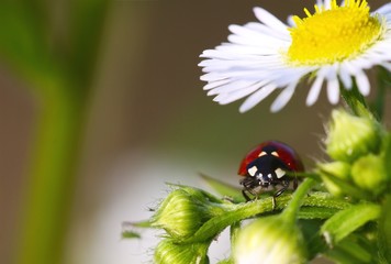 Lady-beetle