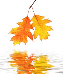 Autumn leaves and reflection in water