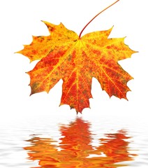 Autumn leaves and reflection in water
