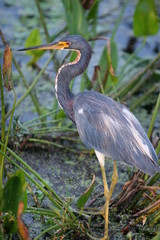 blue heron