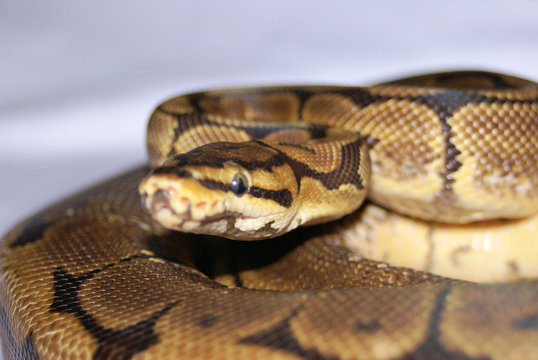 Spider ball python 1