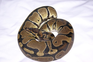Obraz premium ball python 1