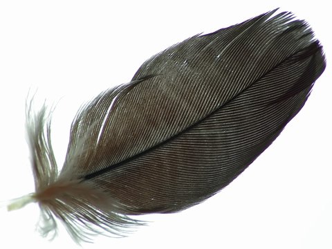 African Grey Feather