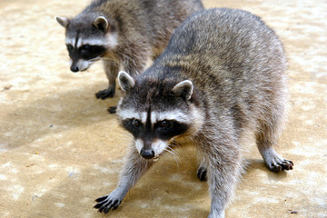 close up raccoons