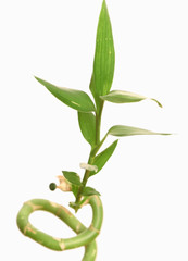 Green leaves of a bamboo on a white background