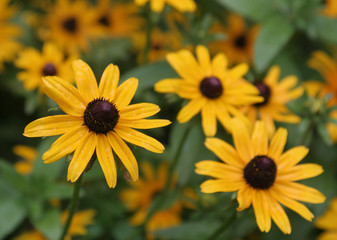 Many beautiful yellow Flowers in the afternoon