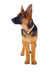 German Shepard standing