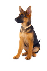 German Shepard sitting