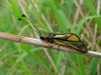 Insect Neuropterous (Ascalaphidae) 11