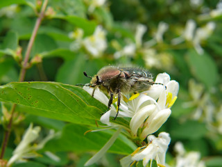 Beetle on Flowers 4