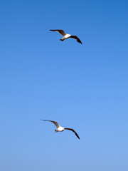 pair of seagull. friendship partnership concept