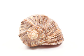 seashell