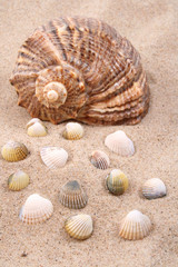 seashells