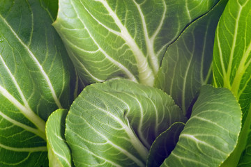 Obraz premium Pak Choi