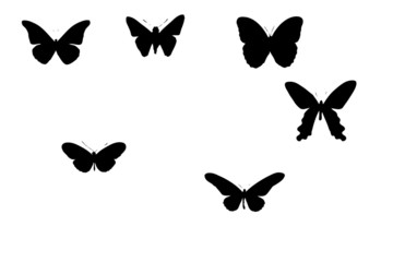 Butterfly 005