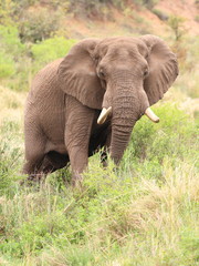 Obraz premium Byk słonia afrykańskiego (Loxodonta Africana)