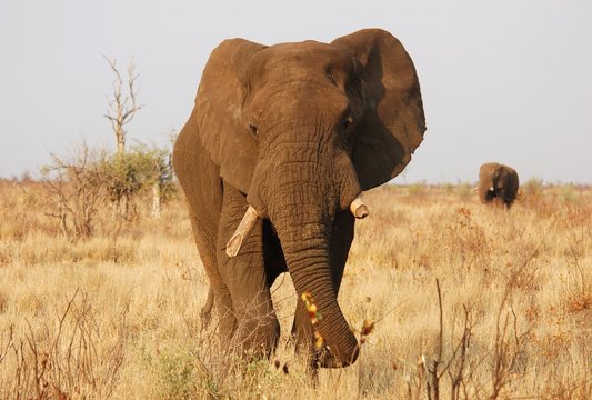 African Elephant