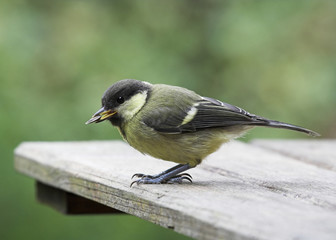 Juvenile Great Tit