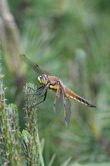 Libellule à quatre tâches - Libellula quadrimaculata