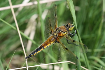 Libellule à quatre tâches - Libellula quadrimaculata