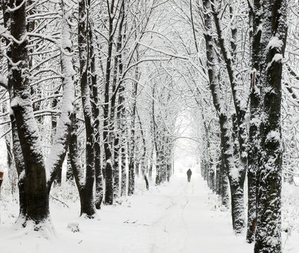 Lane in park © Mykola Velychko