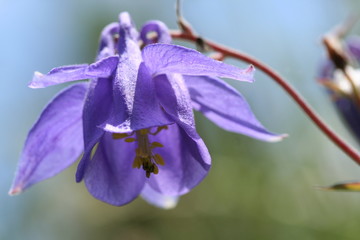 ancolie des pyrenees - aquilegia pyrenaica