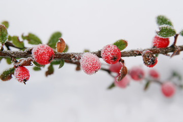 Winter holly berries 