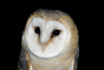 Barn Owl