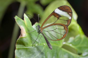 Glass Winged Butterfly.