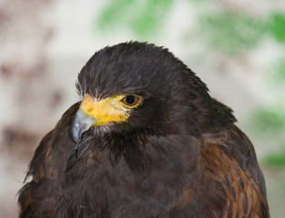 Harris Hawk
