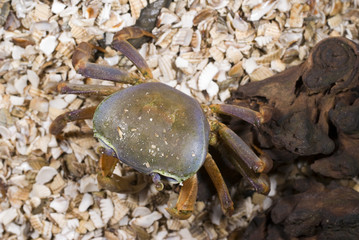 Halloween Moon Crab